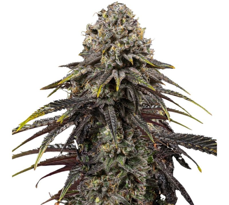 Dynamite Diesel cannabis seeds packaging — Royal King Seeds Canada