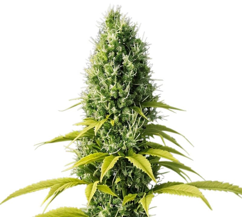 Early Skunk Feminized