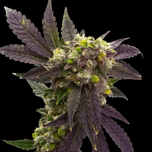 Electric Blue Autoflower
