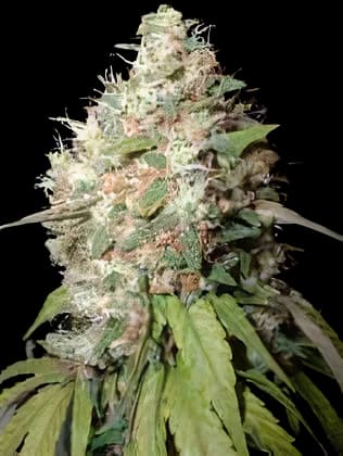Endless Sky cannabis seeds packaging — Royal King Seeds Canada