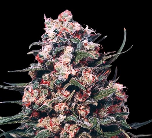Eran Almog cannabis seeds packaging — Royal King Seeds Canada