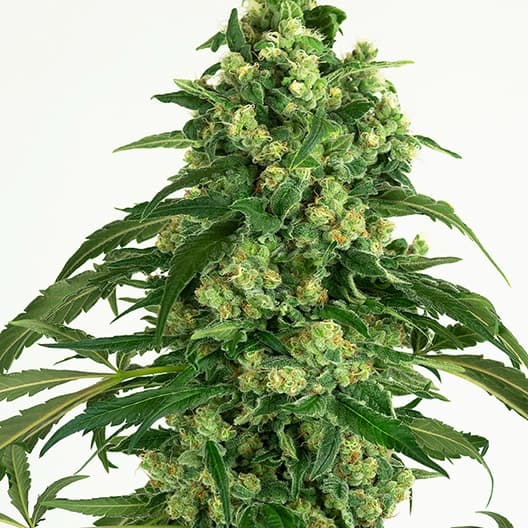 Euphoria Cookies Autoflower