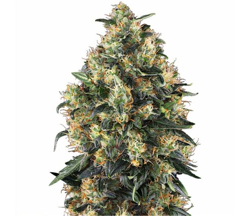 Everlast cannabis seeds packaging — Royal King Seeds Canada
