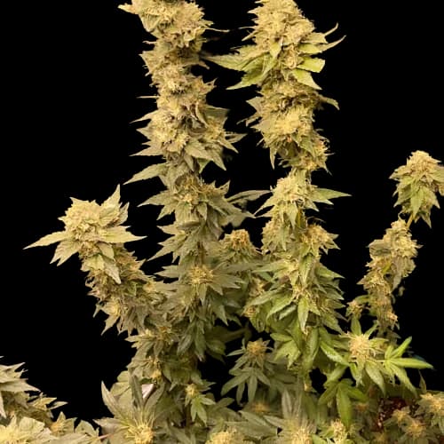 Extreme Cream Feminized