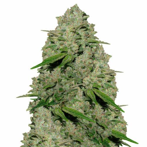 Extreme OG Feminized