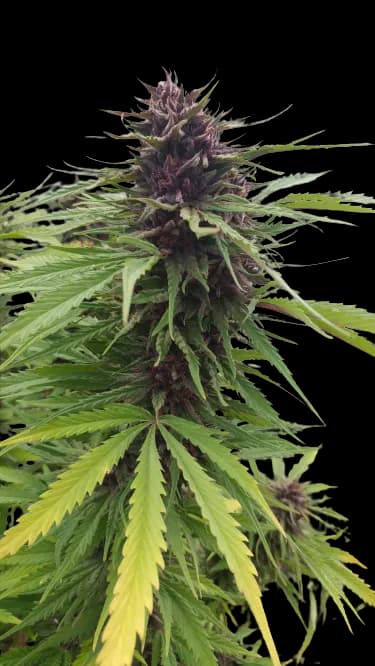 Fat Purple Autoflower
