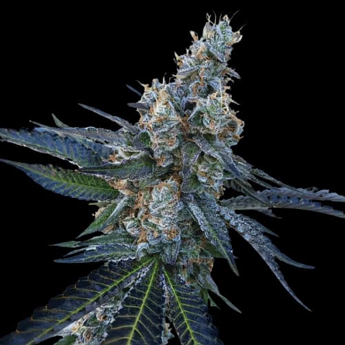 Faygo Red Pop Feminized