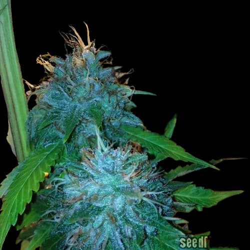 Flowerbomb Kush Feminized