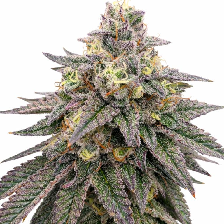 Forbidden Fruit cannabis seeds packaging — Royal King Seeds Canada