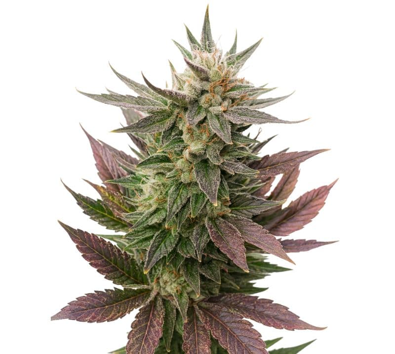 Fortune Cookies Feminized