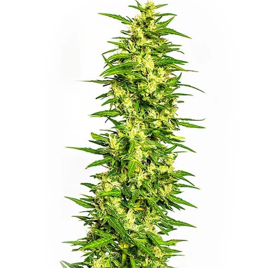 Four Star General Feminized