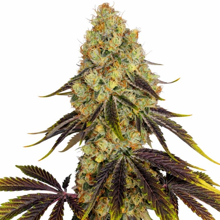 French Cookies Feminized