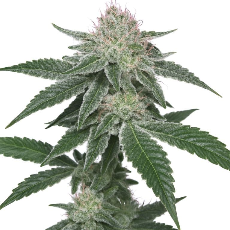 French Toast Feminized