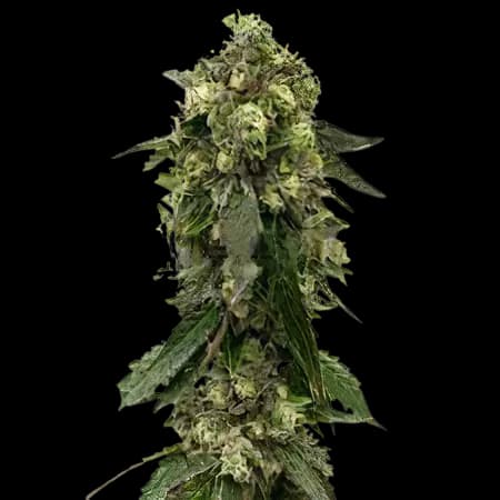 Fresh Cookies cannabis seeds packaging — Royal King Seeds Canada