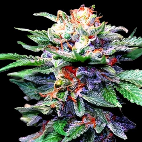 Fruity Chronic Juice Feminized