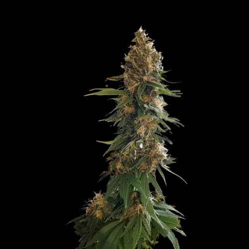 Fruity Widow Autoflower