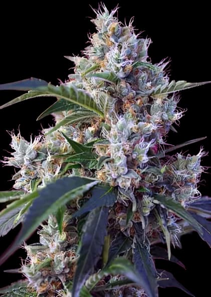 Fruitylicious Autoflower
