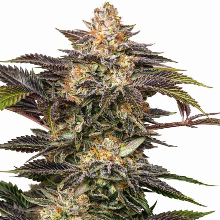 Fucking Incredible cannabis seeds packaging — Royal King Seeds Canada