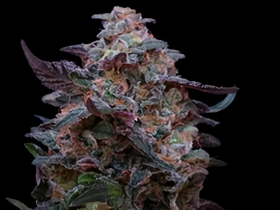 Funky Monkey cannabis seeds packaging — Royal King Seeds Canada
