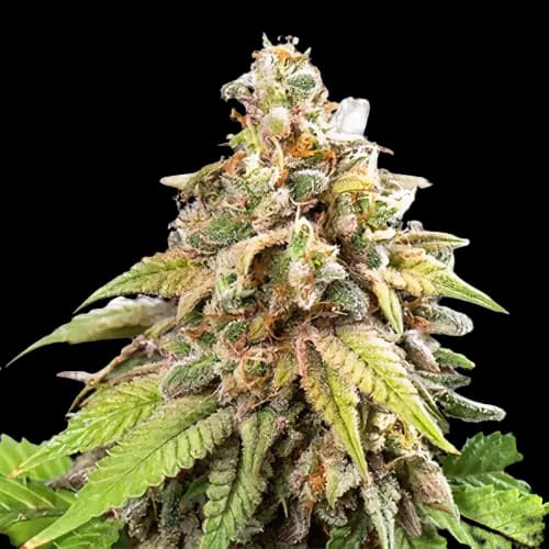 Galactic Jack Feminized