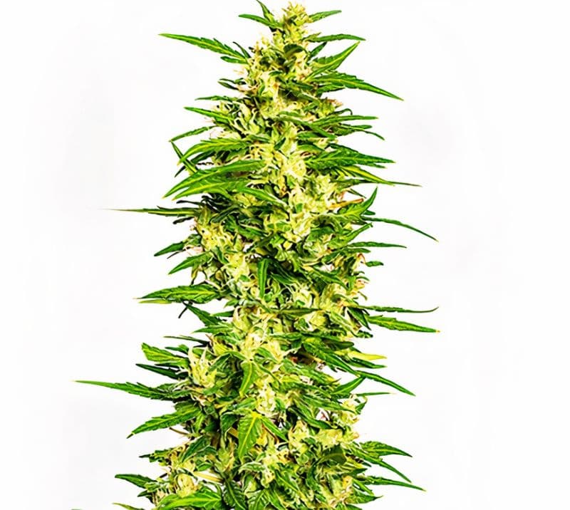 Gatekeeper OG Autoflower