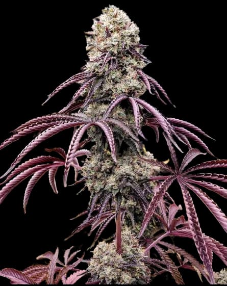 Georgia Pie cannabis seeds packaging — Royal King Seeds Canada