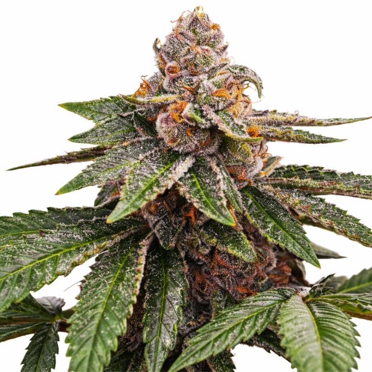 Girl Scout Cookies Feminized