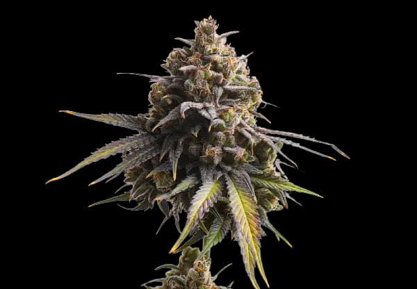 Gobbstopper Feminized