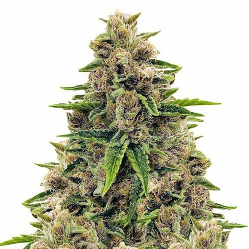 Godfather OG Autoflower