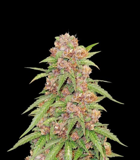 Godzilla Cookies Autoflower