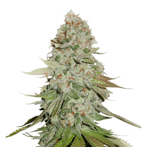 Godzilla Glue Autoflower