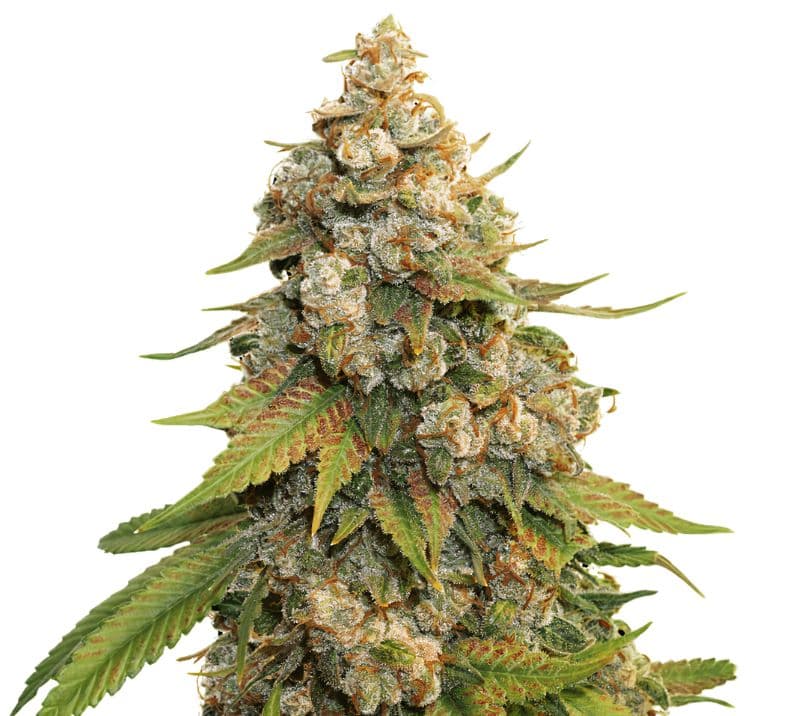 Golden Gate Haze Feminized