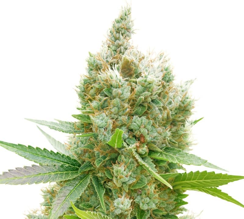 Golden Goat Feminized