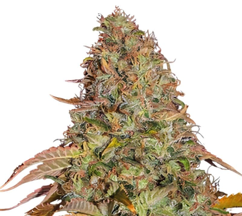 Golden Nugget Feminized