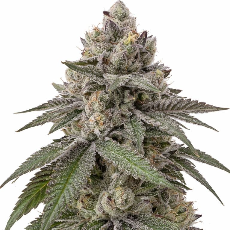 Goon Berries Feminized