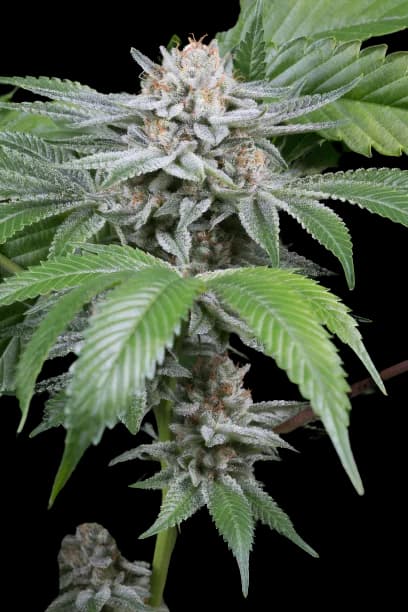 Gorilla Biscuit Feminized