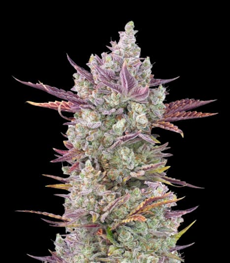 Gorilla Cookies Autoflower