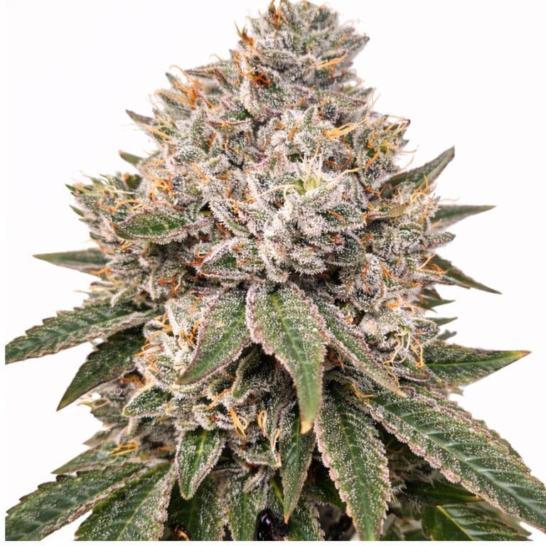 Gorilla Glue Autoflower