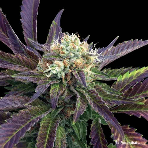 Grand Doggy Purps Feminized