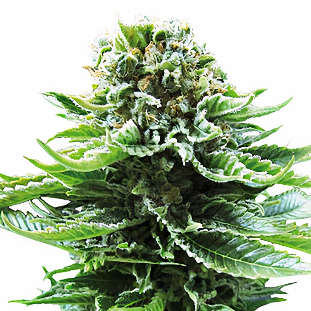 Grand Hindu Feminized