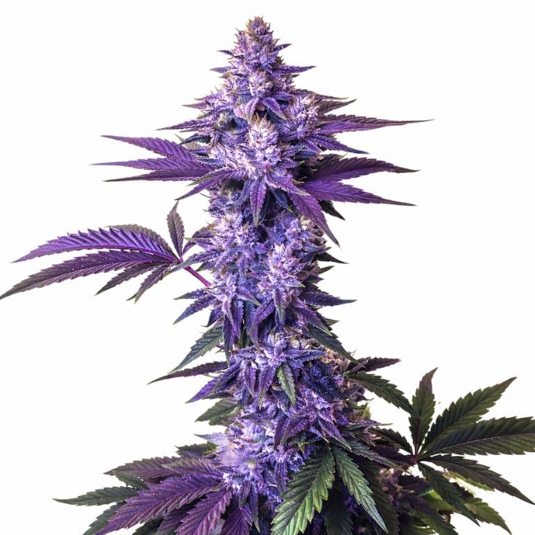 Granddaddy Purple Feminized