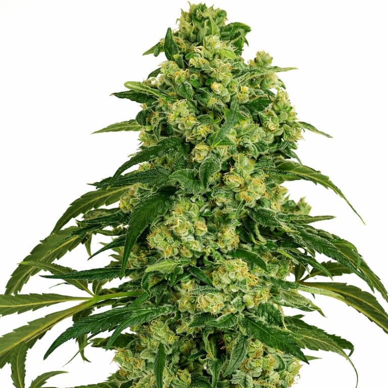 Grandmas Sugar Cookies Feminized