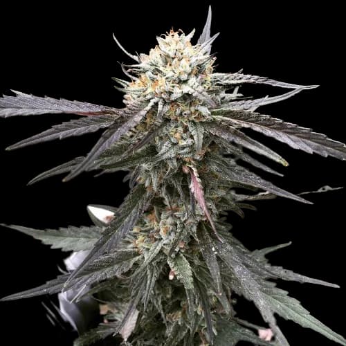Grandpa Larry OG cannabis seeds packaging — Royal King Seeds Canada