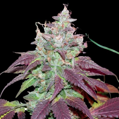 Grape Cookies Autoflower