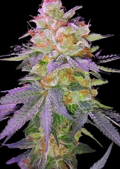 Grape Inferno Autoflower