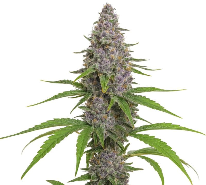 Grape Kush cannabis seeds packaging — Royal King Seeds Canada
