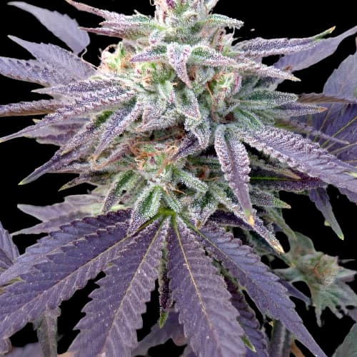 Grape OX cannabis seeds packaging — Royal King Seeds Canada