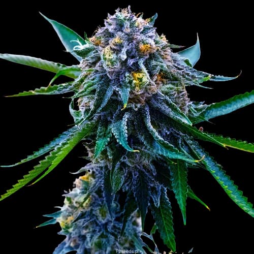 Grape Skunk Autoflower