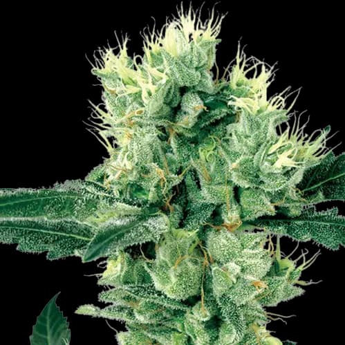 Grape Valley Kush Feminized