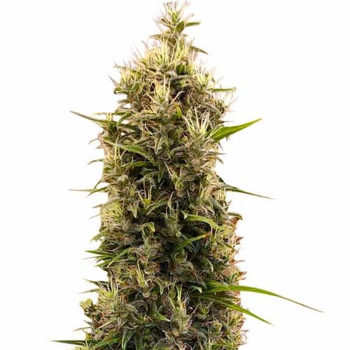 Grapefruit Diesel Feminized